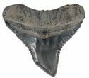 Fossil Bull Shark Tooth - Florida #61628-1
